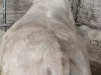 ষাঁড়, Simmental cattle — ছবি 2