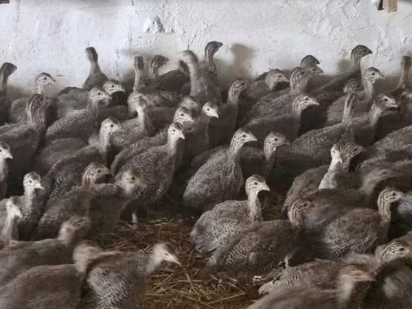 Guinea fowl