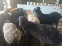 Vædder, Hissar sheep — foto 1