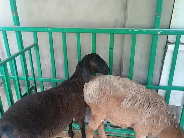Schafe (Partie, Geschlecht nicht angegeben), Schafe — Usbekistan