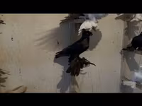 Ducks — 1-сурет