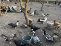 Ducks — الصورة 1