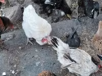Chickens — عکس 4