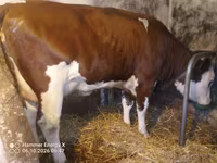Lembu betina, Simmental cattle — foto 3