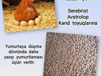 Artıq daimi istifadə üçün Kənd Toyuğu. Serebrist. Qaz. Ördək — foto 5