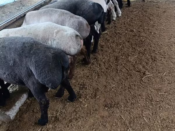 Kambing jantan, Sheep