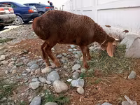 Sheep, Arashan sheep — photo 2