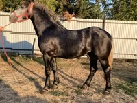Kuda jantan, Horses — foto 1