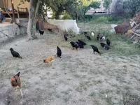 Chickens — foto 2