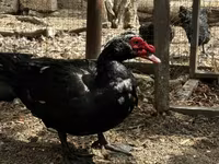Ducks — عکس 2
