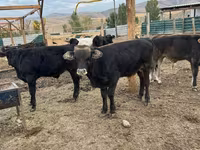 황소, Swiss cattle — 사진 5