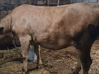 母牛, Swiss cattle — 照片 4