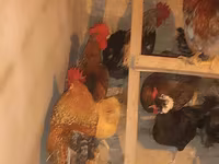 Chickens — Foto 2
