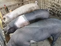 Scroafă, Porci — foto 1