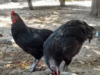 Australorp — foto 4