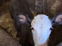 Lembu betina, Charolais cattle — foto 4