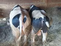 Lembu jantan, Holstein breed — foto 5