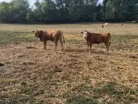 Byk, Krowa limuzyńska — zdjęcie 6