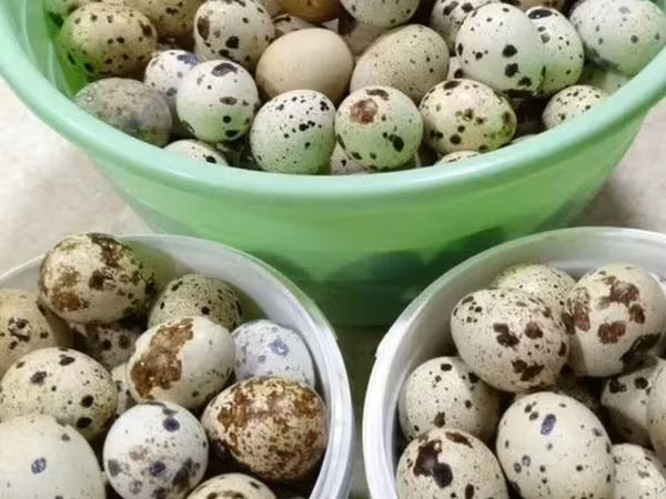 Turkeys