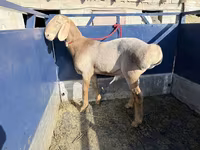 Beran, Arashan sheep — foto 3