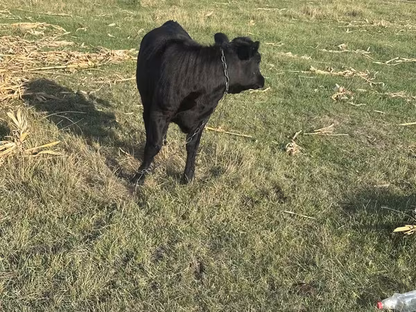گاو ماده, گاو کستای