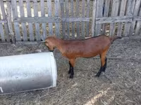 Ziege, Alpine goat — Foto 5