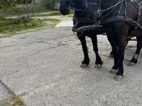 Aygır, Friesian — foto 5