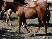 مادیان, Quarter Horse — عکس 8