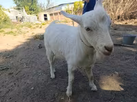 Ziege, Saanen goat — Foto 6