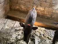 암소, Swiss cattle — 사진 5