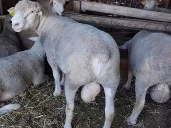 قوچ, Ile-de-France sheep