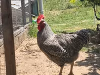 Chickens — foto 2