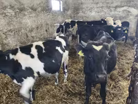 گاو نر, Russian Black pied cattle — عکس 2