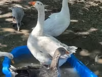Geese — լուսանկար 4