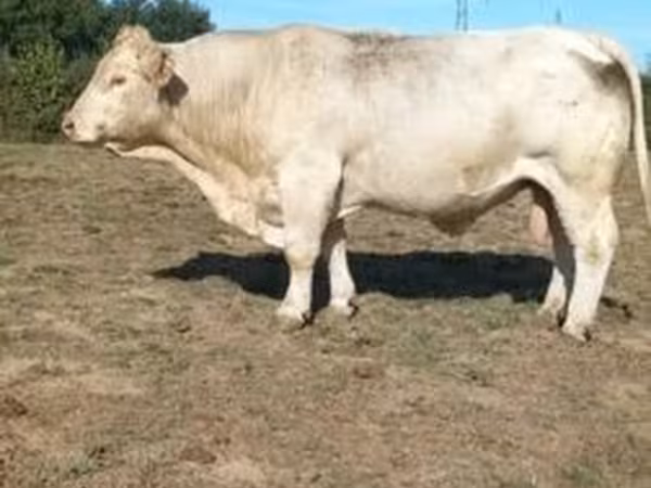 Bik, Charolais cattle