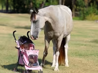 مادیان, Skyros Pony — عکس 5