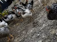 Chickens — foto 3