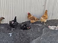 Danish hen — ფოტო 1