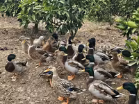 Ducks — عکس 1
