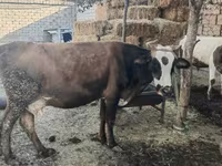 Kuh, Simmental cattle — Foto 2