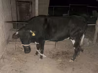 Mucca, Latvian Blue cattle — foto 1