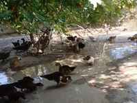 Domestic Muscovy — foto 2