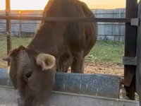 Kuh, Swiss cattle — Foto 4