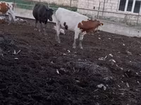گاو ماده, گاو — عکس 1