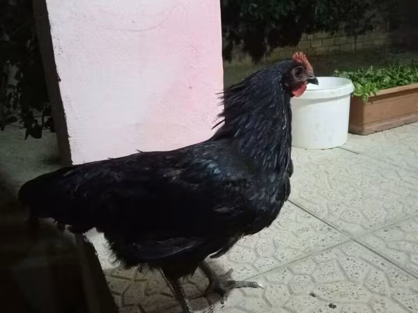 Chickens — Azerbaijan