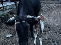 Krava, Latvian Blue cattle — foto 4