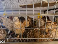 Quails — Foto 7