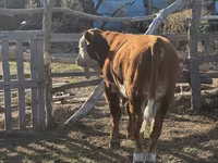 Toro, Mucca kazaka a testa bianca — foto 4