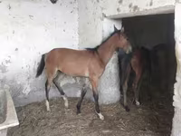 Horses (batch, sex not specified), Horses — photo 6