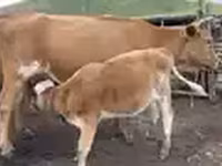 母牛, Cattle — 照片 3